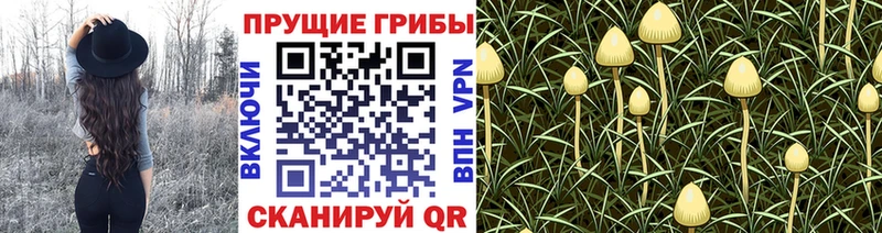 Купить закладки  Иннополис  Псилоцибиновые грибы Magic Shrooms 